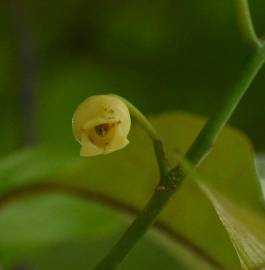 Fotografia da espécie Myristica fragrans