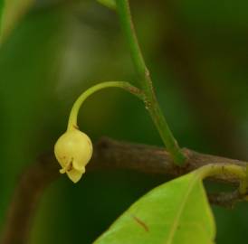 Fotografia da espécie Myristica fragrans