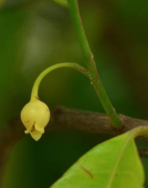 Fotografia 11 da espécie Myristica fragrans no Jardim Botânico UTAD