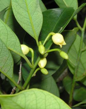 Fotografia 12 da espécie Myristica fragrans no Jardim Botânico UTAD