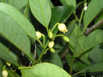 Fotografia da espécie Myristica fragrans