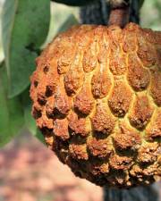 Fotografia da espécie Annona crassiflora