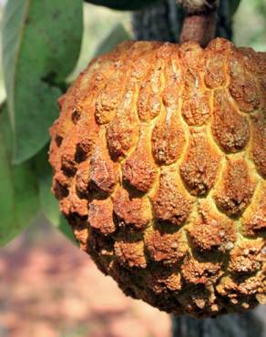 Fotografia 1 da espécie Annona crassiflora no Jardim Botânico UTAD