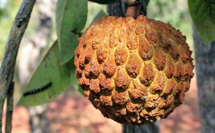 Fotografia da espécie Annona crassiflora