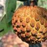 Fotografia 1 da espécie Annona crassiflora do Jardim Botânico UTAD