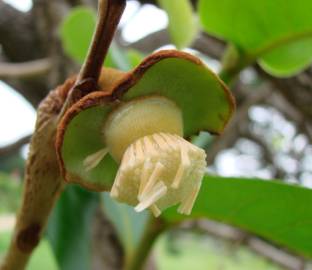 Fotografia da espécie Annona crassiflora