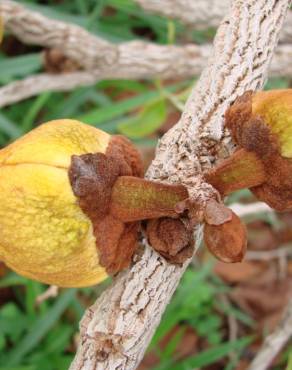 Fotografia 3 da espécie Annona crassiflora no Jardim Botânico UTAD