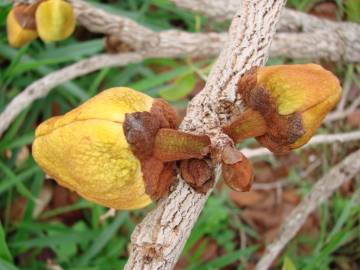 Fotografia da espécie Annona crassiflora