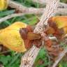 Fotografia 3 da espécie Annona crassiflora do Jardim Botânico UTAD