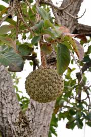 Fotografia da espécie Annona crassiflora