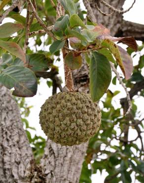 Fotografia 4 da espécie Annona crassiflora no Jardim Botânico UTAD