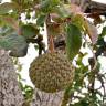 Fotografia 4 da espécie Annona crassiflora do Jardim Botânico UTAD