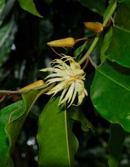 Galbulimima belgraveana