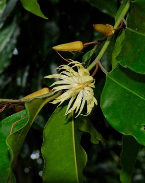 Fotografia 1 da espécie Galbulimima belgraveana no Jardim Botânico UTAD