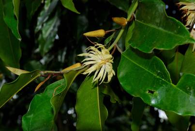 Fotografia da espécie Galbulimima belgraveana