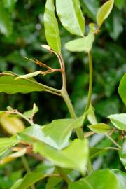 Fotografia da espécie Galbulimima belgraveana