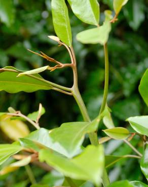 Fotografia 4 da espécie Galbulimima belgraveana no Jardim Botânico UTAD