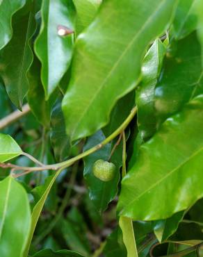 Fotografia 5 da espécie Galbulimima belgraveana no Jardim Botânico UTAD