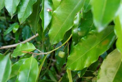 Fotografia da espécie Galbulimima belgraveana