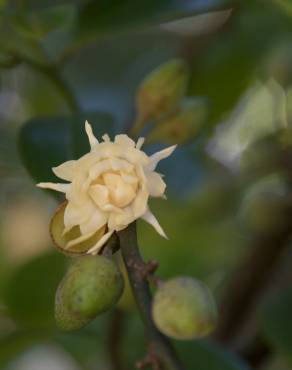 Fotografia 1 da espécie Eupomatia laurina no Jardim Botânico UTAD