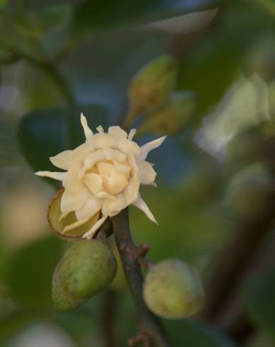 Fotografia de capa Eupomatia laurina - do Jardim Botânico