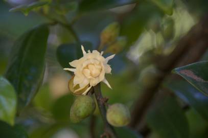 Fotografia da espécie Eupomatia laurina