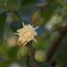 Fotografia 1 da espécie Eupomatia laurina do Jardim Botânico UTAD