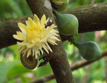 Fotografia da espécie Eupomatia laurina