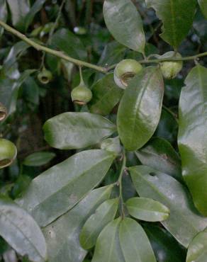 Fotografia 3 da espécie Eupomatia laurina no Jardim Botânico UTAD