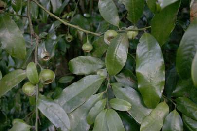 Fotografia da espécie Eupomatia laurina