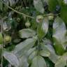 Fotografia 3 da espécie Eupomatia laurina do Jardim Botânico UTAD