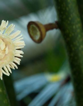 Fotografia 5 da espécie Eupomatia laurina no Jardim Botânico UTAD