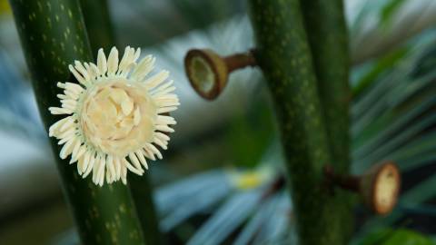 Fotografia da espécie Eupomatia laurina
