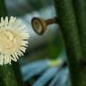 Fotografia 5 da espécie Eupomatia laurina do Jardim Botânico UTAD