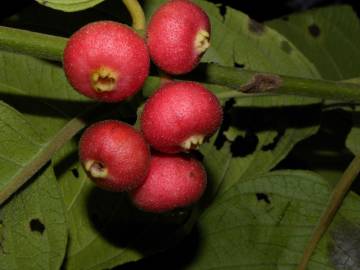 Fotografia da espécie Siparuna pauciflora