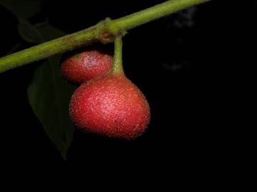 Fotografia da espécie Siparuna pauciflora