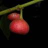 Fotografia 2 da espécie Siparuna pauciflora do Jardim Botânico UTAD