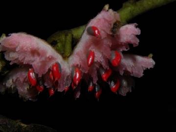 Fotografia da espécie Siparuna pauciflora