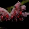 Fotografia 3 da espécie Siparuna pauciflora do Jardim Botânico UTAD