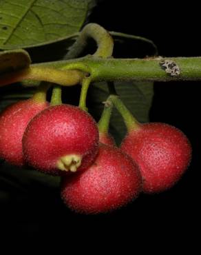 Fotografia 4 da espécie Siparuna pauciflora no Jardim Botânico UTAD