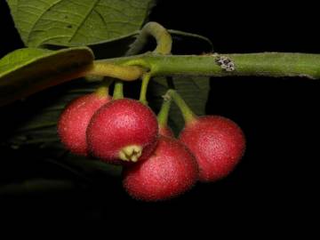 Fotografia da espécie Siparuna pauciflora