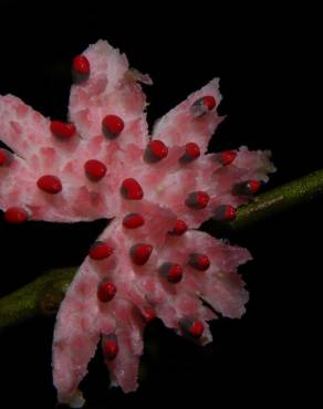 Fotografia 5 da espécie Siparuna pauciflora no Jardim Botânico UTAD