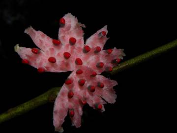 Fotografia da espécie Siparuna pauciflora