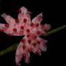 Fotografia 5 da espécie Siparuna pauciflora do Jardim Botânico UTAD