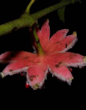 Fotografia 6 da espécie Siparuna pauciflora no Jardim Botânico UTAD