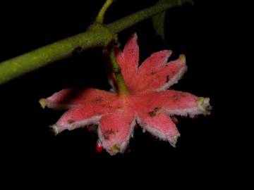 Fotografia da espécie Siparuna pauciflora