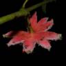 Fotografia 6 da espécie Siparuna pauciflora do Jardim Botânico UTAD