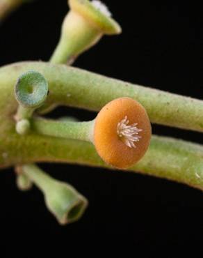 Fotografia 7 da espécie Siparuna pauciflora no Jardim Botânico UTAD