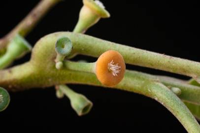 Fotografia da espécie Siparuna pauciflora