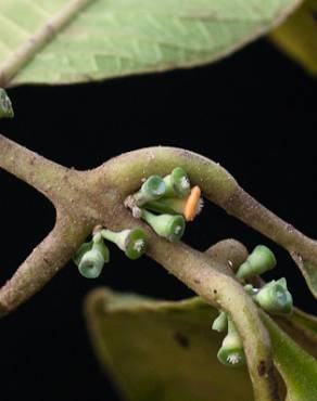 Fotografia 8 da espécie Siparuna pauciflora no Jardim Botânico UTAD